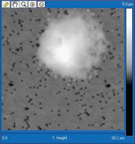 Figure 4. AFM image of Jurkat cell coated with PLLcxPEI shell, deposited on filtration membrane (Nanoscope V, Veeco Instruments, Inc., USA).