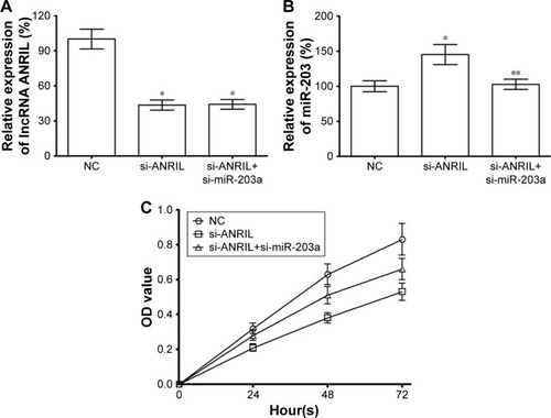 Figure 2 Effect of lncRNA ANRIL silencing on the proliferation of U251 cells.