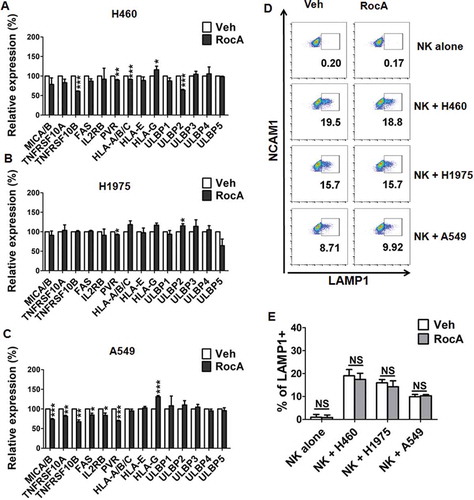 Figure 3. RocA does not increase NK cell degranulation and expressions of death receptors in NSCLC cells. H460 (A), H1975 (B) or A549 (C) cells were treated with 250 nM RocA for 24 h, and then the expression of NK cell activating ligands (MICA/B, IL2RB/CD122, PVR/CD155, ULBP1 to ULBP5), inhibitory ligands (HLA-A/B/C, HLA-E and HLA-G) and death receptors (TNFRSF10A, TNFRSF10B and FAS) were assessed by flow cytometry. Data were pooled from 3 independent experiments. (D) H460, H1975 or A549 cells were treated with 250 nM RocA for 24 h, and then incubated with expanded NK cells for 4 h. LAMP1 expression on the NK cell surface was analyzed by flow cytometry. Data are a representation of 3 independent experiments. (E) Data were pooled from (D). *, p < 0.05; **, p < 0.01; ***, p < 0.001; NS, non-statistical significance.