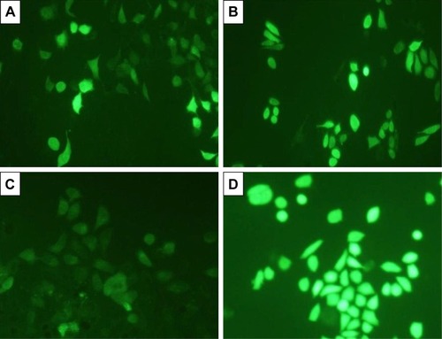 Figure 7 DCFDA staining for ROS generation on HeLa cells (20×), (A) control and (B) treated with AgPgNps, and A549 cells, (C) control and (D) treated with AgPgNps. Scale bar – 100 µm. Information demonstrated are illustrative of three independent experiments. (E) Quantification of ROS level in terms of intensity fold change of DCFDA fluorescence in HeLa- and A549-treated cells in comparison to untreated control cells.Note: Values are communicated as mean±SEM of three autonomous experiments.Abbreviations: AgPgNps, pentagonal silver nanoparticles; SEM, standard error of the mean.