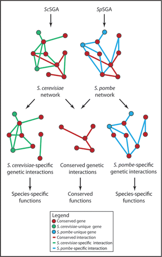 Figure 1 A ball and stick representation of the interactions (edges) between different genes (nodes) in two model genetic interaction networks: one for S. cerevisiae generated using the ScSGA method and one for S. pombe generated using SpSGA. Conserved interactions are presumed to contribute to processes shared between both species, while species-specific interactions contribute to species-specific functions; however, this remains to be demonstrated.