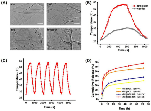 Figure 2 Nanocarrier preparation, characterization, and measurements of photothermal effects and stability. (A) TEM images of NGO, NP, NPF, and NPF@DOX nanocarriers. Scale bar: 200 µm. (B) Photothermic heating curves of NPF@DOX under 808 nm irradiation (1.0 W/cm2) followed by cooling to room temperature. (C) Photothermal properties of NPF@DOX throughout five cycles of laser irradiation at 808 nm (1.0 W/cm2). (D) Drug release curves of nanoparticles under pH 7.4 or 5.5 conditions with or without 808 nm NIR.
