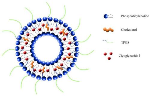 Figure 2 Preparation scheme of ZgI-TPGS-liposomes.