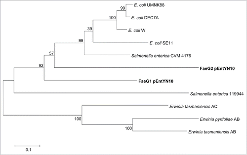 Figure 7. Phylogenetic tree based on amino acid sequences of FaeG. Numbers on nodes of the phylogenetic tree correspond to bootstrap values.