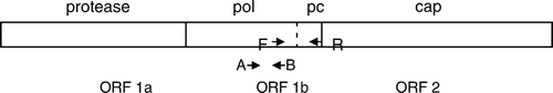 Figure 1.  Diagrammatic representation of the putative CAstV genome showing the approximate locations of the CAstV forward (F) and CAstV reverse (R) primers and CAS pol 1F (A) and CAS pol 1R (B) primers. Pol, polymerase gene; pc, precapsid region; cap, capsid gene.