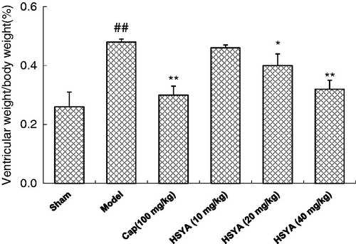 Figure 2. Effects of HSYA on ventricular weight/body weight. Values are expressed as the mean ± SD. Significance was determined by ANOVA followed by Tukey’ s test. ##p < 0.01 compared with Sham group. *p < 0.05, **p < 0.01 compared with model group.