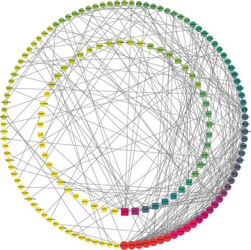 Figure 3 The PPI network of DEGs constructed using the Cytoscape, including 155 nodes and 363 edges. The up-regulated genes were depicted as the circles and the down-regulated genes as the squares. The red and large node showed a high degree, and the yellow and small node showed a low degree.