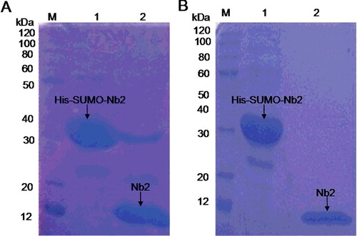 Figure 5. Removal of SUMO tag (A) and purification of native Nb2 (B). (A) Digestion efficiency of SUMO protease 1 (Ulp1) analyzed by 12% SDS-PAGE. (B) Purification of native Nb2. Lane M (A,B), protein maker; Lane 1 (A,B), purified His-SUMO-Nb2 fusion; Lane 2: His-SUMO-Nb2 digested by Ulp1 (A) and purified native Nb2 (B).