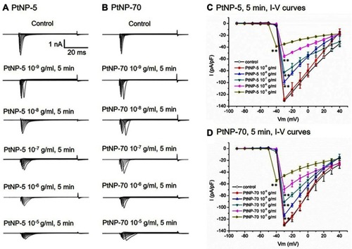 Figure 3 The concentration-dependent inhibitory effects of PtNPs on INa channels in cultured neonatal mice cardiomyocytes. (A and B) Typical INa current tracings at baseline and after exposure to PtNP-5 and PtNP-70 (10–9 – 10–5 g/mL) for 5 mins, respectively. (C and D) The I–V curves of INa channels for PtNP-5 and PtNP-70, respectively. **P<0.01 vs the corresponding value of the control.