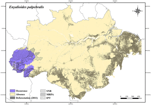 Figure 68. Occurrence area and records of Enyalioides palpebralis in the Brazilian Amazonia, showing the overlap with protected and deforested areas.