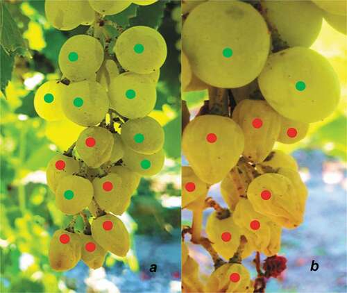Figure 6. Non-shriveled (NS) and shriveled (S) berries of cv. Sultan 7. The photos were taken three weeks after véraison (a) and in the harvest (EL 38) (b). (green spots: NS berries; red spots: S berries)
