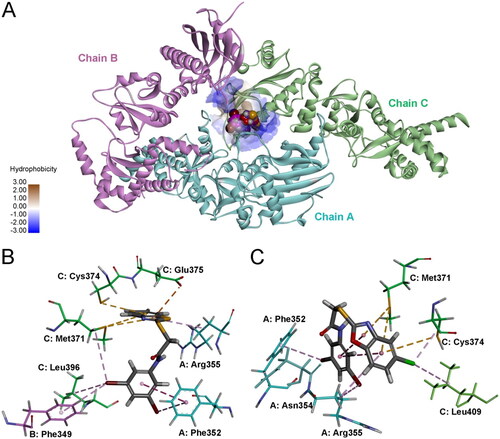 Figure 10. Predicted binding modes and interactions of 9 and 27 with HSP90 (PDB ID: 7RY1). (A) Binding pose of 9 and 27 in the HSP90 binding site. 9 and 27 are referred as CPK model. (B) Interactions between 9 and HSP90. (C) Interactions between 27 and HSP90.