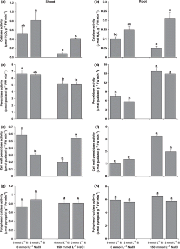 Figure 2 Effect of salinity (control versus 150 mmol L−1 NaCl) on the activity of (a,b) catalase, (c,d) perosidase, (e,f) cell wall perosidase and (g,h) polyphenol oxidase in the roots (a,c,e,g) and shoots (b,d,f,h) of canola plants grown for 25 days with or without supplementary silicon. Error bars represent the standard error. Different small letters on histograms represent statistically significant differences at P < 0.05.