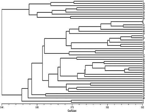 Figure 5. Cluster analysis of 48 safflower genotypes based on genetic similarity obtained by combined data (SCoT, CDDP, and CBDP markers).