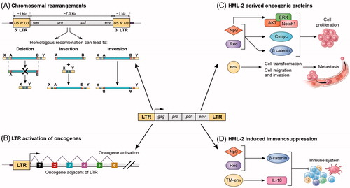 Figure 3. Potential mechanisms for HML-2-induced carcinogenesis. (A) Chromosomal rearrangements: HML-2 LTRs may contribute to carcinogenesis by facilitating homologous recombination, resulting in deletions, duplications, inversions or fusions of interspersed genomic sequence. (B) LTR-induced upregulation of adjacent oncogenes: If the LTR of HML-2 is de-repressed, it could recruit transcription factors and serve as an alternative promoter of adjacent host genes involved in cell proliferation. (C) HML-2-derived oncoproteins: NP9 and Rec contribute to cellular proliferation, by activation of ERK, AKT and Notch1, c-myc and beta-catenin. HML-2 Env has been shown to promote cell transformation and increase cellular migration and invasion, which could lead to metastasis. (D) HML-2 immunosuppression: NP9 and Rec can upregulate beta-catenin, which induce immune tolerance to tumours. HML-2 Env has an immunosuppressive domain in the TM subunit that triggers upregulation of IL-10.