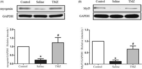 Figure 5. TMZ reverses the changes of myogenic markers in the ischaemic hindlimb of diabetic mice. Immunoblot and quantitation of (A) myogenin and (B) Myf5 were assayed. Data are shown as means ± SE. *p < .05 compared to the control group, #p < .05 compared to the saline group.