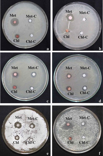 Figure 9. Antimicrobial activity of dried pigment in methanol (Met) and chloroform (Chl). (a) Bacillus subtilis, (b) Bacillus megaterium, (c) Pseudomonas putida, (d) Pseudomonas marginalis, (e) Streptomyces sp. and (f) Nocardia tenerifensis; C: control