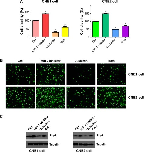 Figure 7 miR-7 inhibitor enhanced cell growth and invasion in NPC cells.