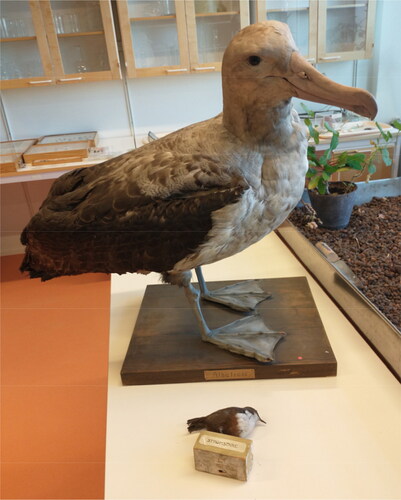 Figure 1. Taxidermied albatross and white throated dipper (from the Dept. of pedagogical, curricular and professional studies collection).