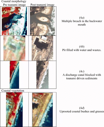 Figure 4. Impact of tsunami observed in the form of change in the coastal morphology and loss of vegetation cover at sector 2 (central part of the study area).