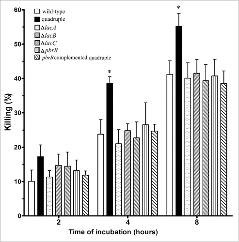 Figure 6. THP-1 macrophages kill T. marneffei quadruple laccase mutant conidia more effectively. The percentages of killing of conidia from T. marneffei wild-type, quadruple lac gene deletion strain, the single gene disruptants, ΔlacA, ΔlacB, ΔlacC, ΔpbrB, and the pbrB complemented quadruple mutant at 2, 4 and 8 hours. Each bar represents the mean ± SEM of 3 sets of experiments, each performed in duplicate. The * denotes a p < 0.05 when comparing the wild-type and quadruple lac gene disruptant conidia.