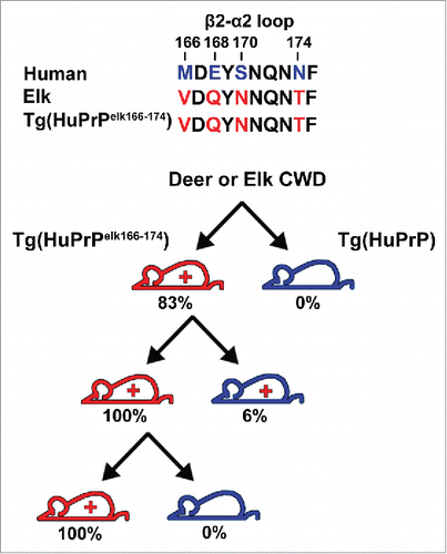 FIGURE 1. Investigating the structural determinants of the CWD-human transmission barrier. The human and elk β2-α2 loop amino acid sequences differ at 4 positions: 166, 168, 170, and 174 (top). Transgenic mice expressing full-length human PrPC (blue) or human PrPC with the elk β2-α2 loop (red) were inoculated intracerebrally with CWD prions. Although mice expressing human PrPC did not develop disease, mice expressing the human-elk loop PrPC [Tg(HuPrPelk166-174)] were susceptible to CWD infection (83%). Inoculation of brain from a CWD-infected Tg(HuPrPelk166-174) mouse into additional transgenic mice transmitted the disease to all Tg(HuPrPelk166-174) mice, but to only 1 of 17 Tg(HuPrP) mice.