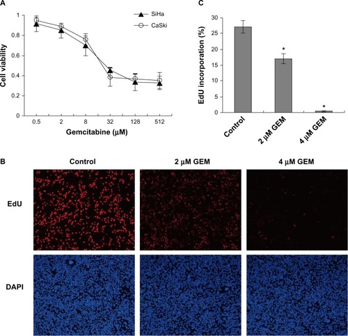 Figure 2 Gemcitabine decreased cell viability and inhibited DNA synthesis in cervical cancer cells. (A) Cells were treated with the indicated concentrations of gemcitabine for 72 hours, and cell viability was measured with Cell Counting Kit-8 viability assays. (B) SiHa cells were exposed to gemcitabine (0, 2, and 4 μmol/l) for 12 hours. The percentage of EdU (5-ethynyl-2′-deoxyuridine) incorporation was calculated as the number of EdU-positive nuclei (red) divided by the total nuclei (blue), the total nuclei were counterstained with DAPI. (C) We selected ten visual fields under the fluorescent microscope and calculated more than 10,000 cells for each well. Counting was carried out by imageJ software. *P<0.05 for the treatment compared with the control.