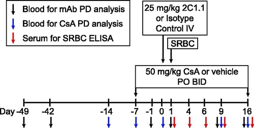 Figure 2. Experimental timeline. Each PD analysis timepoint is indicated relative to dosing and SRBC administration.
