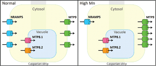 Figure 2. Putative mechanism of Mn tolerance in rice root. Right and left panels show normal and high Mn conditions, respectively. NRAMP5 is localized at the distal side of the exodermis and endodermis, while MTP9 is localized at the proximal side of both layers. MTP8.1 and MTP8.2 are localized to the tonoplast. Optimal Mn concentration in the root may be maintained via reduced uptake caused by the degradation of NRAMP5 and enhanced extrusion from cells caused by an increase in MTP9 accumulation, as well as constitutive vacuolar sequestration by MTP8.1 and MTP8.2.