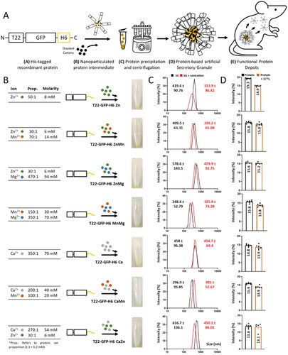 Figure 1. Formulation and physicochemical characterization of secretory granules using different combinations of divalent cations. (A) Schematic representation of the manufacturing process. Architectonically stable protein stages are depicted down below each picture. More details about the organization of final and intermediate materials can be found elsewhere (López-Laguna et al., Citation2021). (B) Methodological procedure of secretory granules displaying different types of divalent cations and concentrations. Pictures of the resultant pellets are also displayed. (C) Size determination (in nm) by DLS after the preparation of secretory granules (black). Size determination upon sonication (1 min, 10% amplitude, and 0.5 s on/off) to address mechanical stability (red). SG refers to Secretory Granule. Displayed values correspond to peak sizes. (D) Size determination (in nm) by DLS of released soluble protein from secretory granules (black). Size determination upon thermal exposure (37 °C for 24 h) to address thermal stability (brown). All measurements were performed in sextuplicate, and data was represented as mean ± SEM (standard error of the mean).