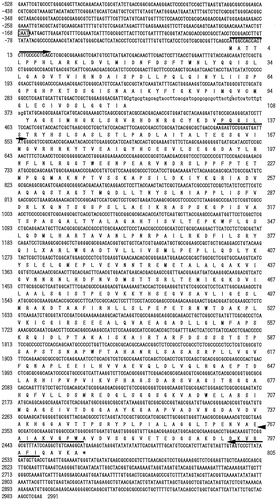 Fig. 2. Nucleotide sequence of the S. commune TRP1 with flanking regions and predicted amino acid sequence of the TRP1 protein.