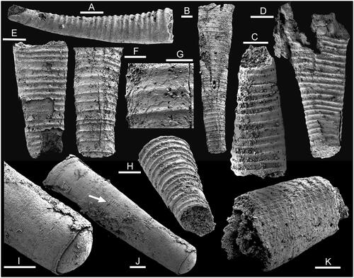 Figure 9. Hyolith conchs from the Bystraya Formation, Uslon section, Georgievka, eastern Transbaikalia. A–H, Salanytheca daurica sp. nov. A, PMU 39285, holotype, from sample У2. B, F, G, PMU 39286, sample 7000/68, with apex enlarged (F). G, detail of surface of F showing stacked shell lamellae. C, H, PMU 39287, from sample У2. D, PMU 39288 from sample У1. E, PMU 39289 from sample У2. I–K, Cupitheca holocyclata (Bengtson in Bengtson et al., Citation1990) from sample У2. K, PMU 39290, with reticulate ornamentation. I, J, PMU 39291, exfoliated specimen with terminal septa, and trace of comarginal ribs (arrow in J). Scale bars: 100 µm, except G (50 µm).