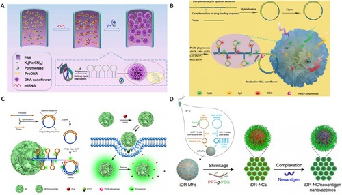 Figure 5 DNA nanoflower preparation and its biomedical applications. (A) miRNA initiated the growth and blooming of DNA nanoflower in nanochannel. Adapted with permission from Shi L, Mu C, Gao T, et al. DNA nanoflower blooms in nanochannels: a new strategy for miRNA detection. Chem Commun. 2018;54(81):11391–11394. doi:10.1039/c8cc05690k. Permission conveyed through Copyright Clearance Center, Inc.Citation135 (B) DNA nanoflowers for multiplexed cellular imaging and traceable targeted drug delivery. Adapted from Hu R, Zhang X, Zhao Z, et al. DNA nanoflowers for multiplexed cellular imaging and traceable targeted drug delivery. Angew Chem Int Ed Engl. 2014;53(23):5821–5826. doi:10.1002/anie.201400323. John Wiley and Sons.Citation10 (C) RCR-based assembly of NFs loaded with chemotherapeutics for targeted drug delivery. Reprinted by permission from Springer Nature: Lv Y, Hu R, Zhu G, et al. Preparation and biomedical applications of programmable and multifunctional DNA nanoflowers. Nat Protoc. 2015;10(10):1508–1524. doi:10.1038/nprot.2015.078.Citation136 Copyright (2015). (D) Synergistic immunotherapy of cancer by DNA-RNA microflowers (iDR-MFs) loaded with tumor neoantigens. Adapted with permission from Zhu G, Mei L, Vishwasrao HD, et al. Intertwining DNA-RNA nanocapsules loaded with tumor neoantigens as synergistic nano-vaccines for cancer immunotherapy. Nat Commun. 2017;8(1):1482. doi:10.1038/s41467-017-01386.Citation68