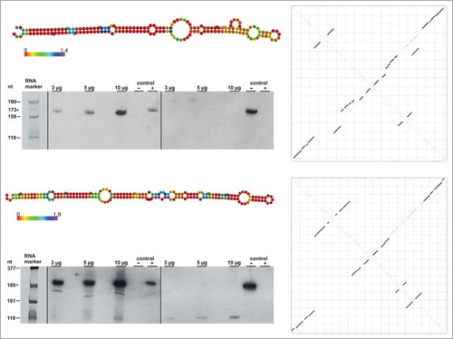 Figure 3. Detection of 6S RNAs by Northern blot analysis. Ground state secondary structures (predicted with minor constraints, see Supplemental Material), unconstrained dot plots and Northern blots of Roseiflexus castenholzii (top) and Sulfurihydrogenibium sp. (bottom) 6S RNAs are shown. The experimentally detected 6S RNAs are expressed at a length as bioinformatically predicted (R. castenholzii: 173 nt and S. azorense: 189 nt, respectively). In the left halves of Northern blots, probes for sense 6S RNAs were used, while probes for antisense 6S RNAs were used in the right halves. 3, 5 and 10 μg of total cellular RNA were loaded on 10% denaturing PAA gels. T7 transcripts were used as sense (+) and antisense (-) controls, where sense transcripts correspond to the predicted 6S RNA, whereas antisense RNAs are complementary to the respective 6S RNA candidate. The RNA size marker (in nt) was a mixture of different T7 transcripts. Additionally, the 6S RNA in vitro transcript for each bacterium was added to the marker mix as a further length control (indicated by asterisks).