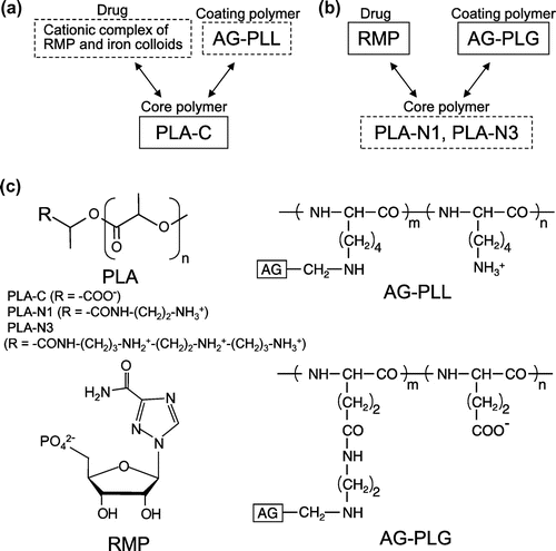 Figure 1. Ionic interactions of nanoparticle components. (a) A nanoparticle developed previously consisting of RMP, AG-PLL, and PLA with terminal carboxyl groups (PLA-C). (b) A nanoparticle developed in this study consisting of RMP, AG-PLG, and PLA with terminal amino groups (PLA-N1 or PLA-N3). The components in dotted line squares were cationic, and those in solid line squares were anionic. Allows mean ionic interactions. (c) Chemical structures of PLA, RMP, AG-PLL and AG-PLG.