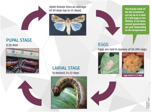 Figure 1. The lifecycle of fall armyworm—length of time in each life stage depends on temperatures. For green caption blurb—female can lay up to a total of 2,000 eggs.Source: photo by (FAO, Citation2017) (African Department of Agriculture, Forestry, and Fisheries).