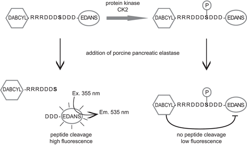 Scheme 2.  Concept of the CK2 FRET phosphorylation assay. The test is based on a different accessibility of a protease cleavage site within a CK2 peptide substrate depending on its phosphoryation status (P, phosphorylated). The peptide is labeled at both ends, with a fluorescence donor (EDANS) at the N-terminus and fluorescence acceptor (DABCYL) at the C-terminus. Upon cleavage of the non-phosphorylated peptide by pancreatic elastase, the fluorophore and the quencher are spatially separated, resulting in recovery of the donor’s fluorescence. The protease recognition site within the phosphopeptide is poorly recognized by pancreatic elastase, leading to a lower enzymatic hydrolysis rate and consequently to a reduced fluorescence intensity.