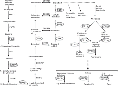 Figure 3. KEGG pathway for steroid/hormone biosynthesis with relevant DE transcripts. The background diagram was adapted from Kanehisa labs (KEGG database) and includes steroid biosynthesis (map00100 pathway) and steroid hormone biosynthesis (map00140 pathway) (Kanehisa and Goto Citation2000). The diagram shows eight highlighted genes with significantly down-regulated transcripts in incompetent blastocysts.