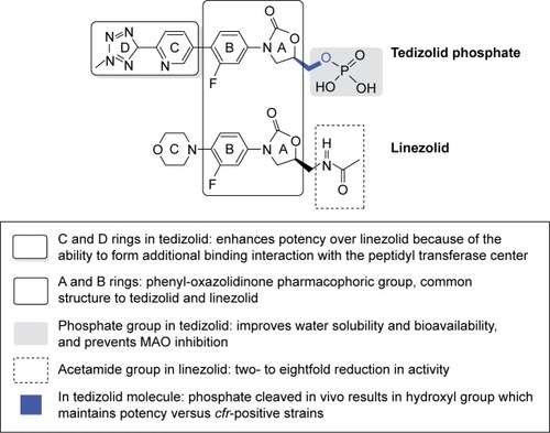 Figure 1 Structure–activity differences between tedizolid and linezolid.