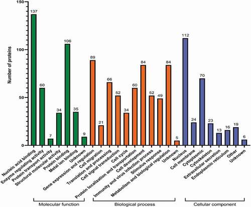 Figure 3. Gene ontology analysis of differentially expressed proteins