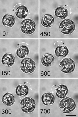 Fig. 21. Cell motion during coccolith development. A series of light micrographs acquired in sequence illustrate the rotary motility typically exhibited by actively calcifying C. pelagicus cells. The anterior-posterior axis of the uppermost cell is marked by a black and a white arrowhead. This axis has rotated first clockwise (0–450 s) followed by an anticlockwise movement (450–700 s). The direction of rotation is shown with a white arrow. The other cells in this field are also exhibiting movement with respect to their fixed position on the microscope slide. Scale bars: 10 µm.