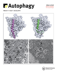 Cover image for Autophagy, Volume 11, Issue 1, 2015