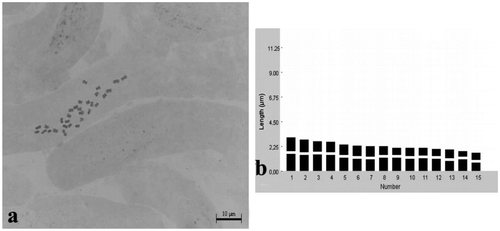 Figure 9. Klasea oligocephala. (a) Metaphase chromosomes (scale bar 10 μm); (b) idiogram.