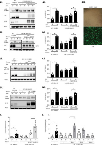 FIG 2 DVL overexpression rescues the Wnt3a response in DVL KO HEK293 cells. (A to F) Cells were transfected with the indicated combinations of plasmids (the concentration of each plasmid carrying DVL was 10 ng/sample, if not stated otherwise) and on the next day were treated with control (ø) or Wnt3a (3a) conditioned medium (CM) for 2 h (for Western blotting [WB]) or 14 h (for the TopFlash reporter assay). The response to Wnt3a was monitored by WB (S1490-LRP6) (Ai to Di; n = 3) and the TopFlash reporter system (n = 5 for panel E; n = 4 for panel F). pS1490-LRP6 signals were quantified by densitometry and normalized to those for actin (Aii to Dii; n = 3). (Aiii) Transfection efficiency was monitored by cotransfection of GFP. Analysis for statistically significant differences was performed by paired Student's t test (*, P < 0.05; **, P < 0.01).