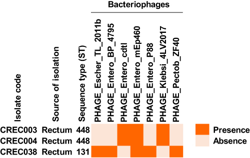 Figure 4 Presence of bacteriophage genomes in blaNDM-1-harboring CREC isolates.