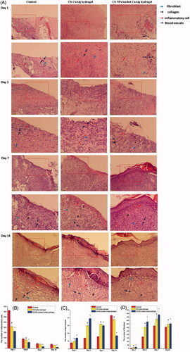 Figure 9. H&E staining of tissue sections treated with CS NPs loaded CaAlg hydrogel on days 1, 3, 7 and 14 (A). Number of inflammatory cells (B), blood vessels (C) and fibroblasts (D) on days 1, 3, 7 and 14. Data represent means ± SD (n = 3). #p < .05, CS-CaAlg hydrogel group versus the corresponding control group at the same day. *p < .05, CS NPs loaded CaAlg hydrogel group versus the corresponding control group at the same day.