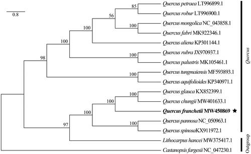 Figure 1. Phylogenetic tree based on 16 complete chloroplast genome sequences of Fagaceae. The bootstrap support values are indicated in the nodes.