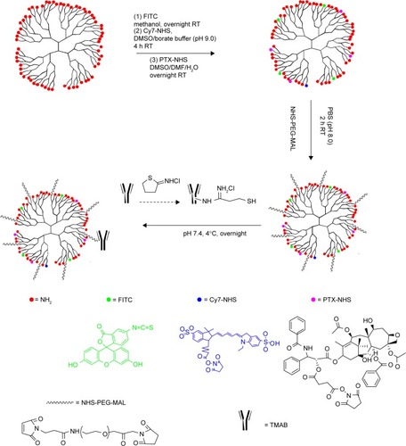 Figure 1 Schematic synthesis of TMAB-functionalized conjugates.Abbreviations: TMAB, trastuzumab; PTX-NHS, paclitaxel-N-hydroxysuccinimide; NHS, N-hydroxysuccinimide; PEG, polyethylene glycol; MAL, maleimide; FITC, fluorescein isothiocyanate; Cy7, cyanine7; PTX, paclitaxel; PBS, phosphate-buffered saline; DMSO, dimethyl sulfoxide; DMF, dimethylformamide; h, hours; RT, room temperature.