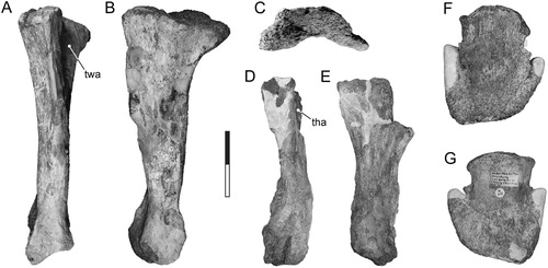 FIGURE 12. Tanius sinensis holotype pedal elements. Left metatarsal III (PMU 24720/31) in A, posterior, B, medial, and C, proximal view. Right metatarsal II (PMU 24720/30) in D, posterior and E, medial view. Right pedal ungual phalanx (PMU 24720/32) in F, dorsal and G, ventral view. Scale bar equals 100 mm for A–E; 50 mm for F, G. Abbreviations: tha, metatarsal III articulation; twa, metatarsal II articulation.