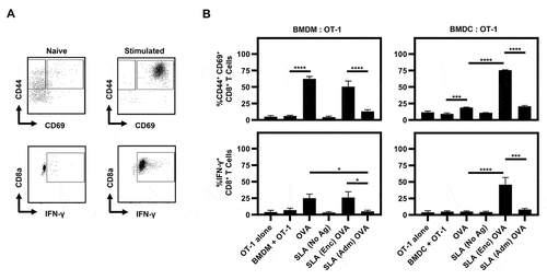 Figure 5. CD8+ T cell activation induced by BMDCs and BMDMs pulsed with SLA (Enc) and (Adm) vaccine formulations in vitro.
